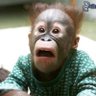 Profilbild von CuriousGeorge