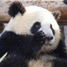 Profilbild von 老中人