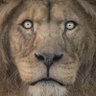 🦁Ka-NTU🦣 profil fotoğrafı