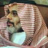 ابو راكان( المسلماني )'s profile picture