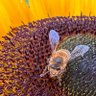 Apis Mellifera profil fotoğrafı
