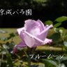 燁姫(あきひ) 的头像