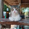 NongMeawCatLover's profile picture