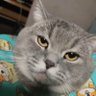 Фото профиля MochiBear_meow