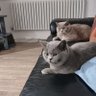 Alisha profil fotoğrafı