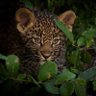 Tunza! 🦖 🐘 🐆 🦅 🐳 🦉 🦚 profil fotoğrafı
