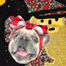 Niza_The_Frenchie | BIP-420🧙♂️🐾..🍄's profile picture