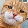 (NOT) Jon Meowxley's profile picture