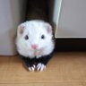 まりも 的头像