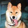 Profilbild von チャックリストちぬ®️