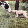 dogged profil fotoฤrafฤฑ