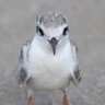 ラボ profil fotoğrafı