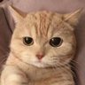哇哦's profile picture