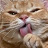 🐈⬛kayon🐾 profil fotoğrafı