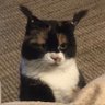 Profilbild von Azula