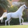حمد الغيلاني's profile picture