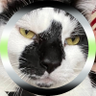 frax but at what cost's profile picture