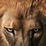 Tanuca's profile picture