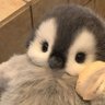 Profilbild von panguin
