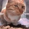 pindamonhangaba's profile picture