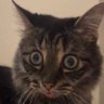Porkamotorka10's profile picture