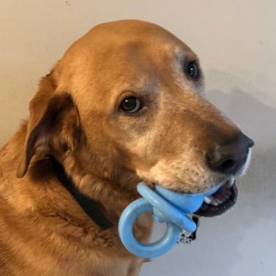 marishayone's profile picture