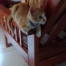 Jenny ☘️🍄🌻🐱🐺🐶🐈🐩🦮🦫🐒🌼 profil fotoğrafı