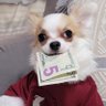 moneydog profil fotoğrafı