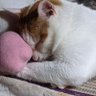 Profilbild von あずきちゃん