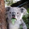 Profilbild von トウゴス