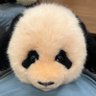 lovexiangxiang's profile picture