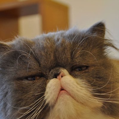 koooshi1254's profile picture