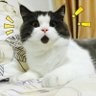 Фото профиля サクラ