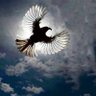 Mustafa Batur's profile picture