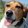 WonderBeagle 的头像