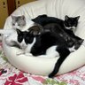 Фото профиля くろまめ&とうふ&もやし&ゆば@猫姉弟