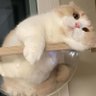 Profilbild von Meowaddict