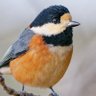 Profilbild von よしヨシ🕊️