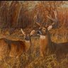 buckwilder's profile picture
