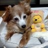 ゆみぴっぴー 的头像