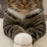 Profilbild von 貓俠