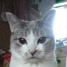 ニャンコ ニャンコ's profile picture