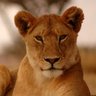 Roxana profil fotoğrafı