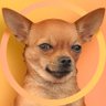 Profilbild von Quizy