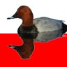 Profilbild von PolákVelký ✝️ 🇵🇱 🐦⬛ 🇺🇦