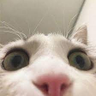 nacho's profile picture