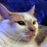 TomGreen99's profile picture
