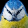 Serg Bro 🇺🇦🇪🇺🇬🇧🇺🇸 profil fotoğrafı