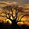 Cabo Delgado profil fotoğrafı