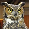 Profilbild von Curious Owl